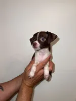 Chihuahua , a male Chihuahua for sale in Orlando, FL – 6 of 6