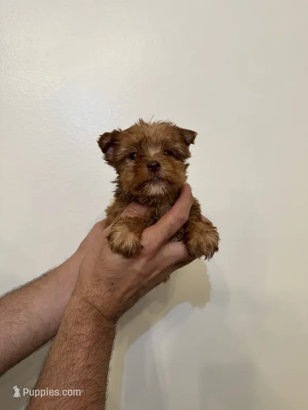 Yorkshire  – Yorkshire Terrier puppy for sale in Orlando, FL