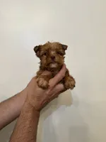 Yorkshire , a female Yorkshire Terrier for sale in Orlando, FL – 1 of 5