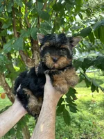 Yorkshire , a male Yorkshire Terrier for sale in Orlando, FL – 1 of 6
