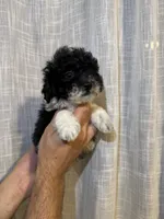 Toy Poodle , a male Poodle - Toy  for sale in Orlando, FL – 2 of 8