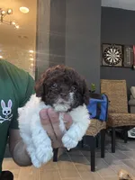 Toy Poodle , a male Poodle - Toy  for sale in Orlando, FL – 6 of 6