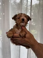 Yorkshire , a female Yorkshire Terrier for sale in Orlando, FL – 2 of 6