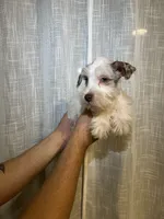 Miniature Schnauzer , a female Miniature Schnauzer for sale in Orlando, FL – 4 of 5
