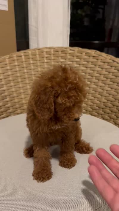 Red toy poodle , a male Poodle - Toy  for sale in Orlando, FL – 7 of 7