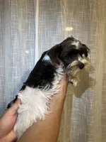 Miniature Schy, a female Miniature Schnauzer for sale in Orlando, FL – 4 of 5