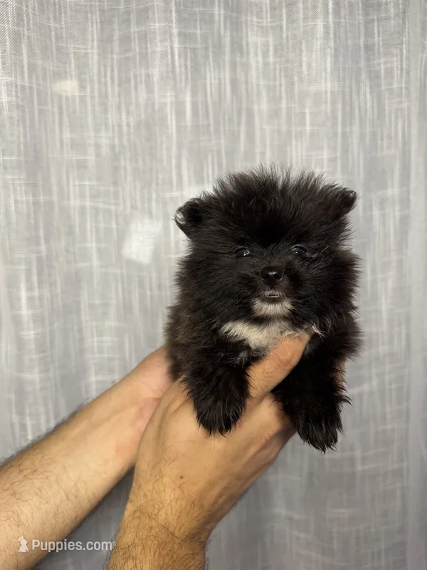 Pomeranian  – Pomeranian puppy for sale in Orlando, FL