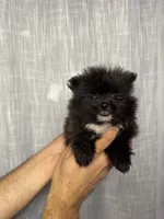 Pomeranian , a male Pomeranian for sale in Orlando, FL – 1 of 7