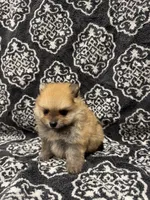 Teacup , a female Pomeranian for sale in Orlando, FL – 8 of 8
