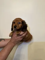 Dachshund , a female Miniature Dachshund for sale in Orlando, FL – 2 of 4