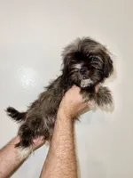 Shorkie , a male Shorkie for sale in Orlando, FL – 2 of 7
