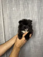 Pomeranian , a male Pomeranian for sale in Orlando, FL – 3 of 7