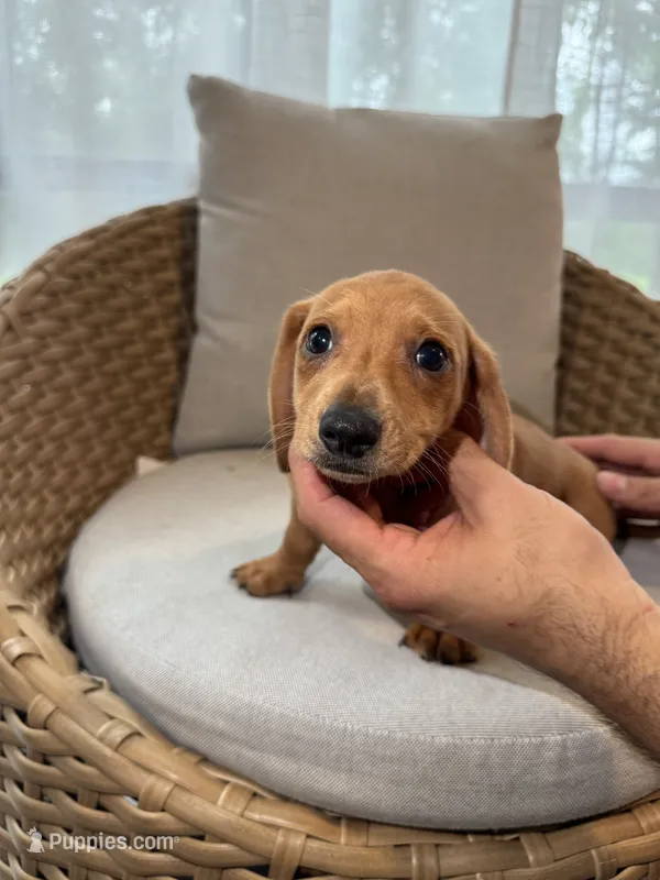 Miniature Dachshund  – Miniature Dachshund puppy for sale in Orlando, FL