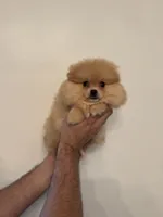 Pomeranian , a female Pomeranian for sale in Orlando, FL – 3 of 9