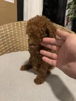 Red toy poodle , a male Poodle - Toy  for sale in Orlando, FL – 5 of 7
