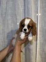 Cavalier , a male Cavalier King Charles Spaniel for sale in Orlando, FL – 4 of 7