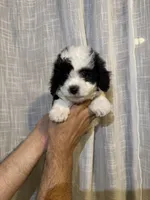 Toy Poodle , a male Poodle - Toy  for sale in Orlando, FL – 4 of 7