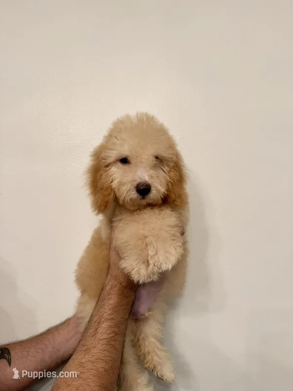 Poodle 1 – Poodle - Miniature  puppy for sale in Orlando, FL