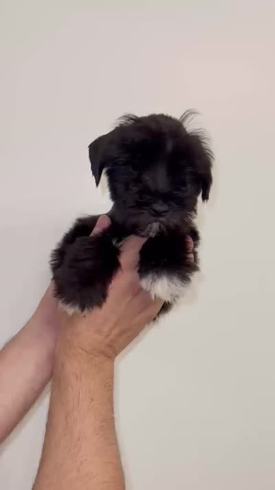 Miniature Schnauzer , a female Miniature Schnauzer for sale in Orlando, FL – 5 of 5