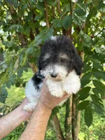 Poodle 2, a male Poodle - Miniature  for sale in Orlando, FL – 6 of 7