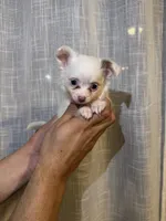 Chihuahua , a female Chihuahua for sale in Orlando, FL – 4 of 4