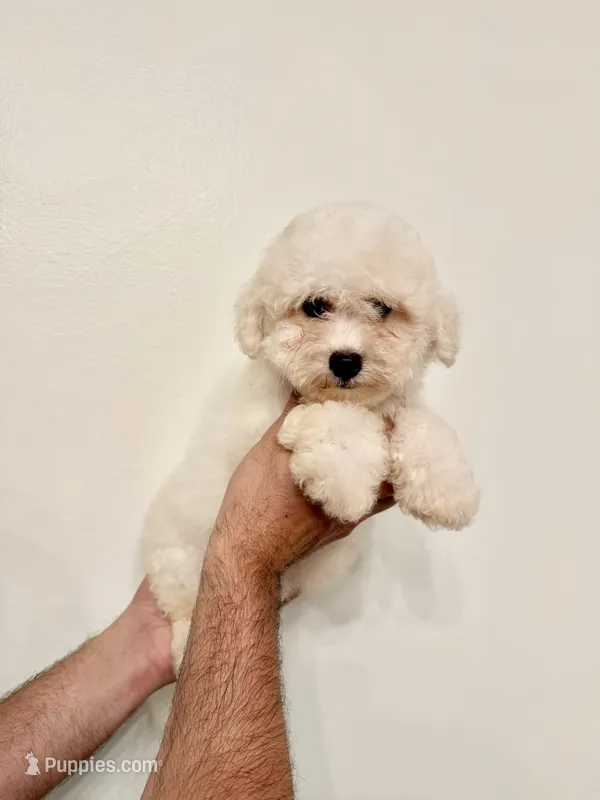 Bichon  – Bichon Frise puppy for sale in Orlando, FL