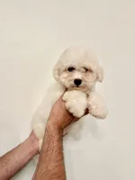 Bichon , a male Bichon Frise for sale in Orlando, FL – 1 of 6