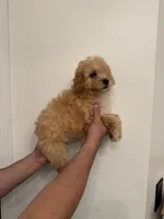 Cavapoo, a female Cavapoo for sale in Orlando, FL – 3 of 6