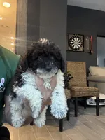 Taco , a male Poodle - Toy  for sale in Orlando, FL – 9 of 10