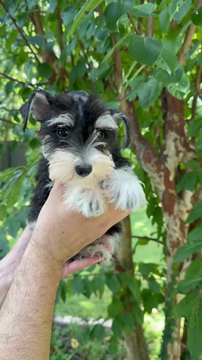 Schnauzer 1, a female Miniature Schnauzer for sale in Orlando, FL – 7 of 7