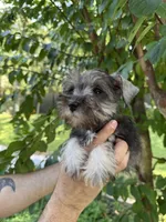 Schnauzer 3, a female Miniature Schnauzer for sale in Orlando, FL – 2 of 7