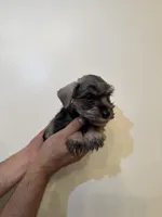 Miniature Schnauzer , a female Miniature Schnauzer for sale in Orlando, FL – 4 of 8