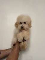 Poodle 2, a male Poodle - Toy  for sale in Orlando, FL – 4 of 5