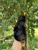 Yorkshire 2, a male Yorkshire Terrier for sale in Orlando, FL – 6 of 8