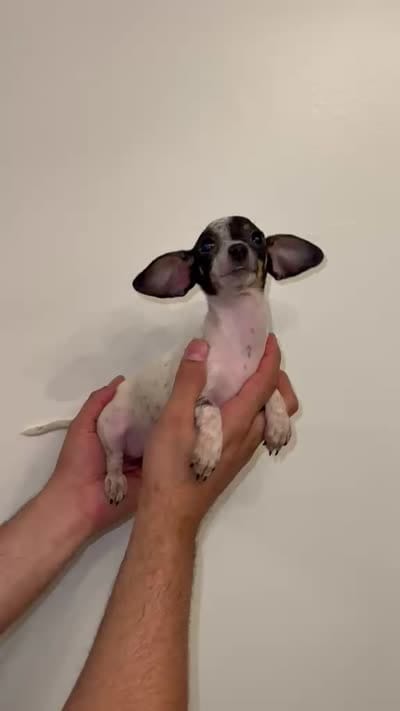 Chihuahua , a female Chihuahua for sale in Orlando, FL – 6 of 6