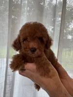 Red Toy Poodle , a female Poodle - Toy  for sale in Orlando, FL – 4 of 5