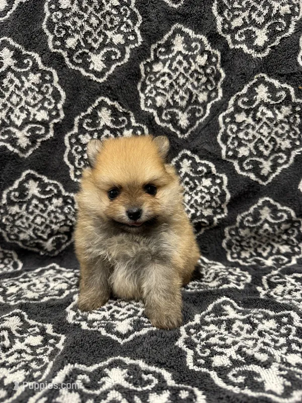 Teacup  – Pomeranian puppy for sale in Orlando, FL