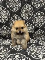 Teacup , a female Pomeranian for sale in Orlando, FL – 1 of 8
