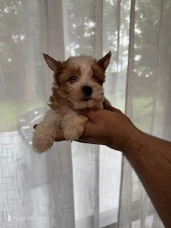 Yorkshire  – Yorkshire Terrier puppy for sale in Orlando, FL