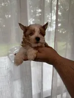 Yorkshire , a female Yorkshire Terrier for sale in Orlando, FL – 1 of 7