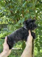 Schnauzer 4 , a male Miniature Schnauzer for sale in Orlando, FL – 4 of 6