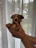 Yorkshire , a female Yorkshire Terrier for sale in Orlando, FL – 4 of 6