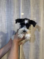 Miniature Schnauzer , a female Miniature Schnauzer for sale in Orlando, FL – 3 of 7