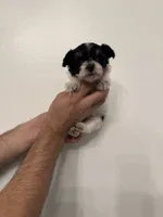 Maltipoo 4 teacup , a male Maltipoo for sale in Orlando, FL – 4 of 8