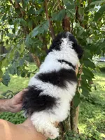 Poodle 2, a male Poodle - Miniature  for sale in Orlando, FL – 3 of 7