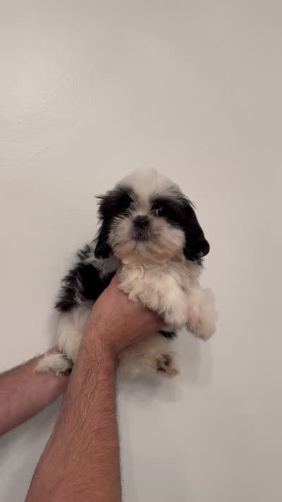 Shih Tzu , a male Shih Tzu for sale in Orlando, FL – 6 of 6
