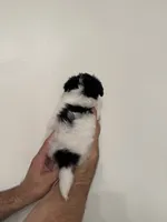 Maltipoo 1, a female Maltipoo for sale in Orlando, FL – 2 of 7