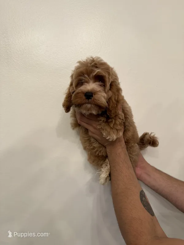 Cockapoo – Cockapoo puppy for sale in Orlando, FL
