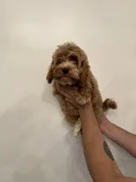 Cockapoo, a male Cockapoo for sale in Orlando, FL – 1 of 7