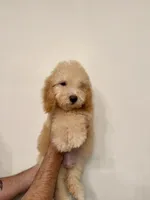 Poodle 1, a male Poodle - Miniature  for sale in Orlando, FL – 4 of 8